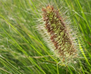 Fountain Grass Flower, Photo by Giligone (licensed under the Creative Commons Attribution-ShareAlike 3.0 License)